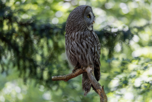View of a Great Grey Owl perched on a tree branch with its head turned in a lush green forest in Selestat Grand Est France.