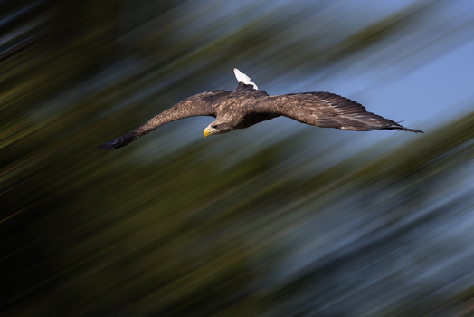 View of a white tailed eagle soaring through the air with its wings spread wide against a blurred forest background in Selestat Grand Est France.