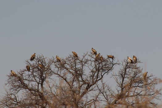 View of vultures perched on the branches of a bare tree at Tumbeta Private Game Reserve Thabazimbi Limpopo South Africa.