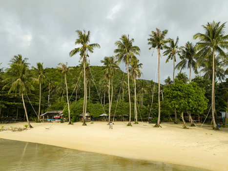 Aerial view of a serene beach with tall palm trees lining the shore under a cloudy sky Bobby Beach Karimunjawa Jawa Tengah Indonesia.