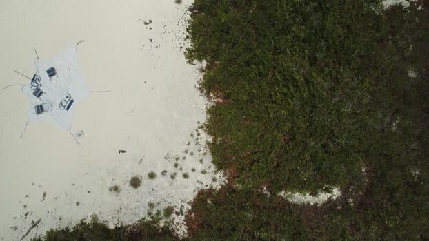 Aerial view of Los Roques archipelago beach and vegetation Venezuela.