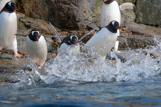 View of Gentoo penguins jumping into the ocean from a rocky shore with water splashing in Antarctica. View of Gentoo penguins jumping into the ocean from a rocky shore with water splashing in Antarctica.