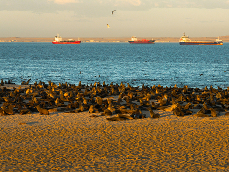 Aerial view of seals basking in the golden sunlight on the sandy shore contrasted by the blue sea and distant ships Walvis Bay Namibia. Aerial view of seals basking in the golden sunlight on the sandy shore contrasted by the blue sea and distant ships Walvis Bay Namibia.