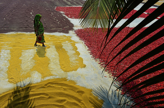Bogura Bangladesh 13 February 2017 View of a woman in a green sari walking across a field of drying red chili peppers and yellow spices under the bright sun. Bogura Bangladesh 13 February 2017 View of a woman in a green sari walking across a field of drying red chili peppers and yellow spices under the bright sun.