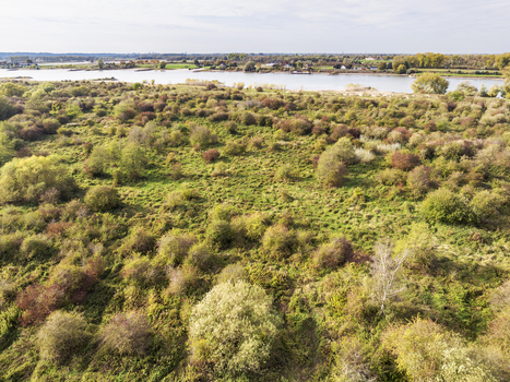Aerial view of nature reserve Millingerwaard featuring floodplains with dense shrubs and trees with autumn foliage along the river Waal in Kekerdom Gelderland Netherlands.