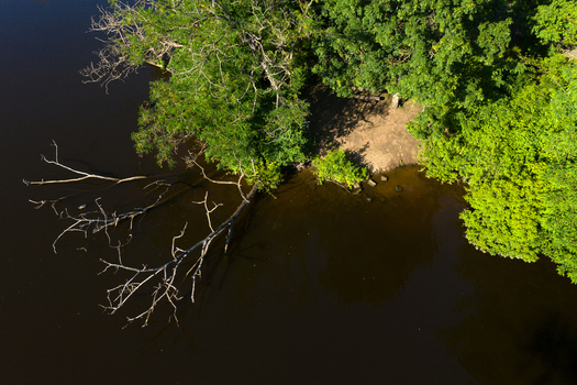Aerial view of Sportinsel Forchheim riverbank featuring lush green trees and a fallen branch over dark water Forchheim Bayern Germany.