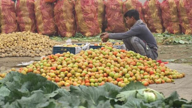 View of a man sorting fresh tomatoes at a local market Bangladesh. View of a man sorting fresh tomatoes at a local market Bangladesh.