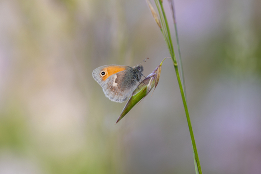View of a small orange butterfly perched on a green grass stem against a soft blurred background in Wittenheim Grand Est France.