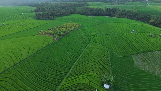 Aerial view of Soka Rice Field in Selemadeg Indonesia.