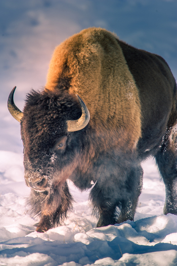 View of a bison standing in deep snow with thick fur and horns in Yellowstone National Park United States.
