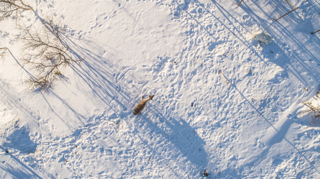 Aerial view of a reindeer walking through deep snow in a winter landscape with long shadows cast by trees in Kirkenes Finnmark Norway. Aerial view of a reindeer walking through deep snow in a winter landscape with long shadows cast by trees in Kirkenes Finnmark Norway.