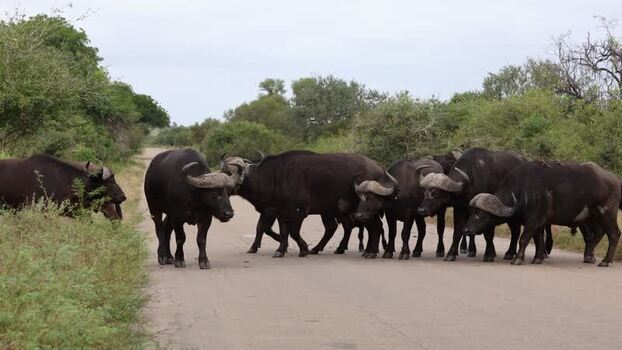 View of buffaloes crossing a road in Kruger Park South Africa.