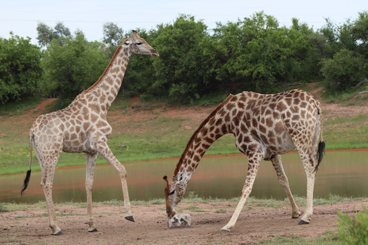 View of two giraffes at a watering hole in Finfoot Lake Reserve one standing and one licking a salt block on the ground with green trees in the background Bojating North West South Africa.