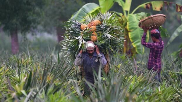 View of farmers carrying harvested pineapples in Madhupur Bangladesh. View of farmers carrying harvested pineapples in Madhupur Bangladesh.