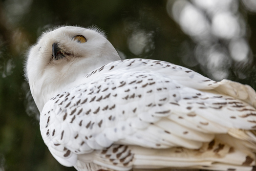 View of a snowy owl with white plumage and dark spots looking up against a soft bokeh background Selestat Grand Est France.