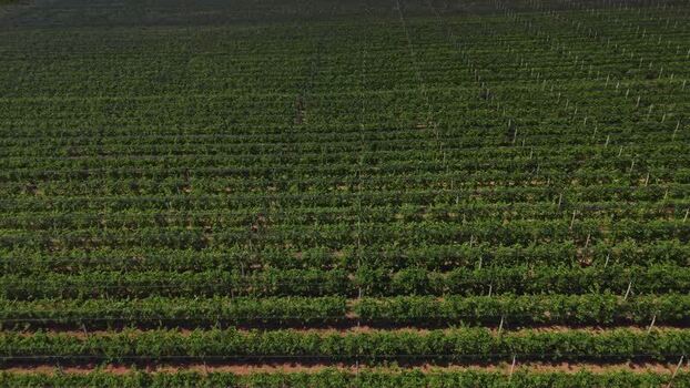 Aerial view of vineyard in Mala Remeta Serbia.