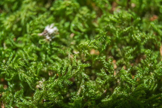 View of vibrant green moss texture covering the forest floor in Looe Cornwall United Kingdom. View of vibrant green moss texture covering the forest floor in Looe Cornwall United Kingdom.