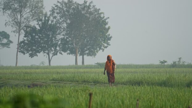 View of a woman walking through green fields in Bogura Bangladesh. View of a woman walking through green fields in Bogura Bangladesh.