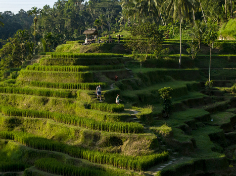Aerial view of Tegallalang Rice Terrace with lush green terraced paddies palm trees and people walking along the narrow paths in Kecamatan Tegallalang Bali Indonesia. Aerial view of Tegallalang Rice Terrace with lush green terraced paddies palm trees and people walking along the narrow paths in Kecamatan Tegallalang Bali Indonesia.