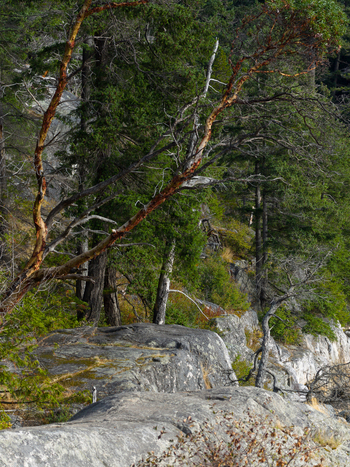 Aerial view of a rugged rocky coastline with evergreen trees and arbutus trees growing along the shore in West Vancouver British Columbia Canada.