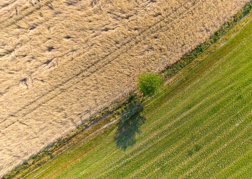 Aerial view of a golden wheat field next to a vibrant green field with a solitary tree casting a long shadow in Czechia. Aerial view of a golden wheat field next to a vibrant green field with a solitary tree casting a long shadow in Czechia.