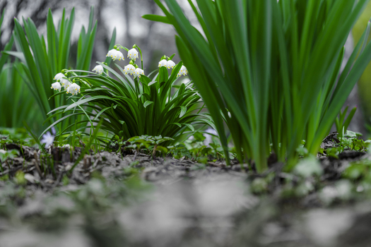 View of delicate white flowers bloom amidst vibrant green foliage pushing through the damp earth in a serene urban garden Moscow Moscow Russia. View of delicate white flowers bloom amidst vibrant green foliage pushing through the damp earth in a serene urban garden Moscow Moscow Russia.