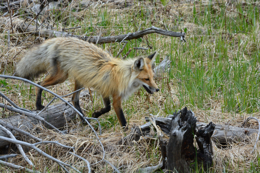 View of a red fox walking through the dry grass and fallen logs in Yellowstone National Park United States. View of a red fox walking through the dry grass and fallen logs in Yellowstone National Park United States.