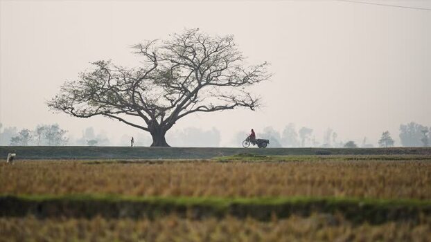View of a large tree and tricycle in the rural landscape Bangladesh.