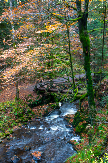 View of the Ravennaschlucht stream flowing under a wooden bridge surrounded by autumn foliage and mossy trees in Breitnau Baden Wurttemberg Germany. View of the Ravennaschlucht stream flowing under a wooden bridge surrounded by autumn foliage and mossy trees in Breitnau Baden Wurttemberg Germany.