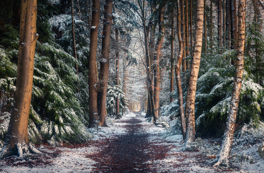 View of the snow covered path winding through the tall trees of Asserbos forest during winter in Assen Drenthe Netherlands.
