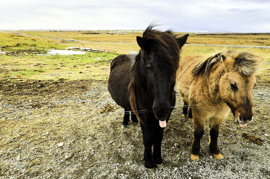 View of two Icelandic horses one black and one brown standing in a pasture with a rural landscape in the background in Kirkjubaejarklaustur Iceland.