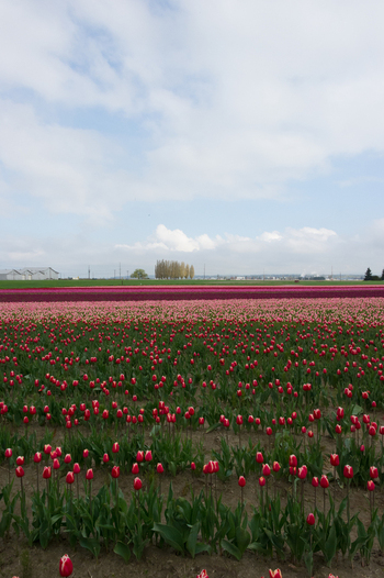 View of vibrant red and pink tulip fields stretching towards the horizon under a cloudy sky in La Conner Washington United States.