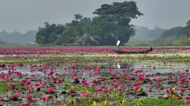 View of pink water lilies and a boatman in Barishal Bangladesh. View of pink water lilies and a boatman in Barishal Bangladesh.