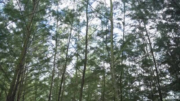 View of tall trees in a dense forest Bangladesh.