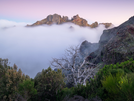 View of Pico Ruivo rising above a sea of clouds with a weathered dead tree in the foreground and rugged rocky slopes under a soft sunset sky in Faial Madeira Portugal. View of Pico Ruivo rising above a sea of clouds with a weathered dead tree in the foreground and rugged rocky slopes under a soft sunset sky in Faial Madeira Portugal.