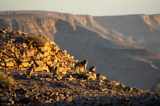 View of baboons silhouetted against the warm glow of the setting sun perched on the rocky terrain overlooking the vast landscape Keetmanshoop Karas Region Namibia.