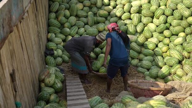 View of workers unloading watermelons at Sadarghat Bangladesh.