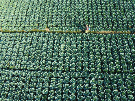 Joypurhat Bangladesh 12 June 2026 Aerial view of a farmer working in a vast field of green cabbages arranged in neat rows under bright sunlight.