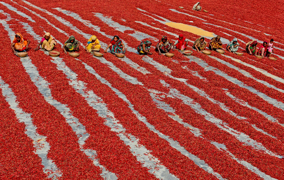 Bogura Bangladesh 21 January 2017 View of women in colorful saris sorting red chili peppers drying in long rows on the ground under the bright sun. Bogura Bangladesh 21 January 2017 View of women in colorful saris sorting red chili peppers drying in long rows on the ground under the bright sun.