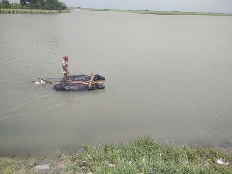 Kushtia Khulna Division Bangladesh 27 April 2020 View of a man standing on a wooden raft pulled by two water buffaloes through the river water. Kushtia Khulna Division Bangladesh 27 April 2020 View of a man standing on a wooden raft pulled by two water buffaloes through the river water.