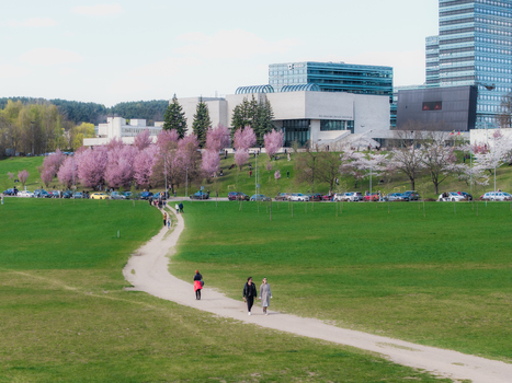 Vilnius Lithuania 20 April 2026 Aerial view of Chiune Sugihara Sakura Park with blooming cherry blossom trees green lawns and people walking along a path in the city. Vilnius Lithuania 20 April 2026 Aerial view of Chiune Sugihara Sakura Park with blooming cherry blossom trees green lawns and people walking along a path in the city.