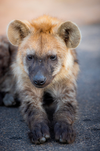View of a spotted hyena cub resting on a paved road with its distinctive rounded ears in Kruger Park Mpumalanga South Africa. View of a spotted hyena cub resting on a paved road with its distinctive rounded ears in Kruger Park Mpumalanga South Africa.