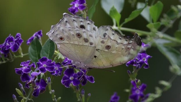 View of a butterfly resting on purple flowers in Hunawihr France.
