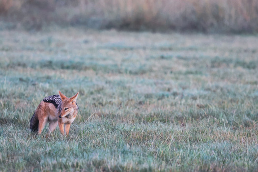 View of a black backed jackal standing in a grassy field during early morning in Welgevonden Game Reserve Waterberg District Municipality Limpopo South Africa.