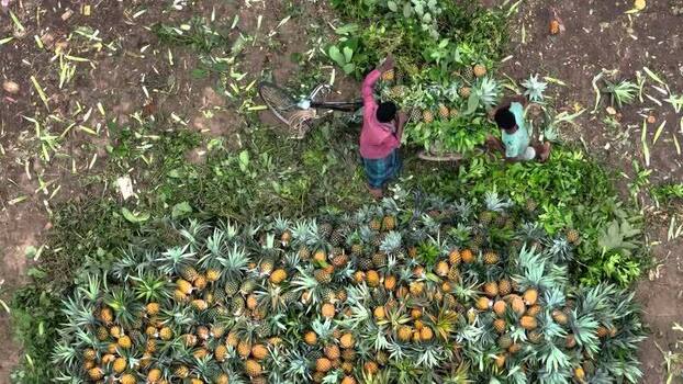 Aerial view of workers sorting pineapples in Madhupur Bangladesh.