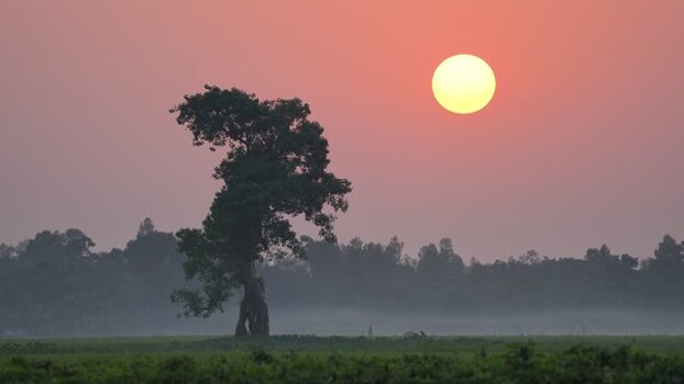 View of a solitary tree in a misty field at sunset Bangladesh. View of a solitary tree in a misty field at sunset Bangladesh.