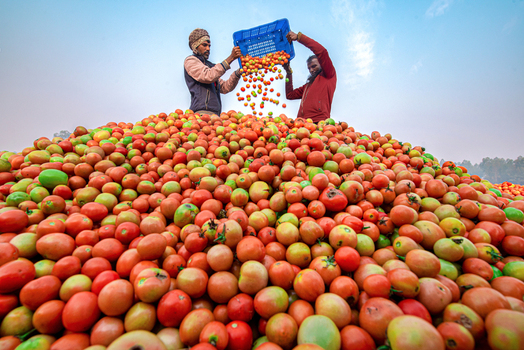 Bogura Bangladesh 27 December 2021 View of two workers pouring fresh red tomatoes from a blue plastic crate onto a large pile at a local market. Bogura Bangladesh 27 December 2021 View of two workers pouring fresh red tomatoes from a blue plastic crate onto a large pile at a local market.