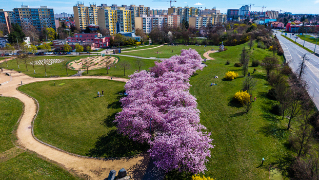Aerial view of vibrant pink blossoms stretch across the verdant landscape near Chodov contrasting with the urban skyline Prague Prague Czechia. Aerial view of vibrant pink blossoms stretch across the verdant landscape near Chodov contrasting with the urban skyline Prague Prague Czechia.