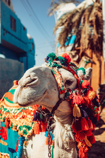 View of a camel decorated with vibrant colorful tassels and traditional harness standing in front of a blue building and palm tree in Aswan Aswan Governorate Egypt. View of a camel decorated with vibrant colorful tassels and traditional harness standing in front of a blue building and palm tree in Aswan Aswan Governorate Egypt.