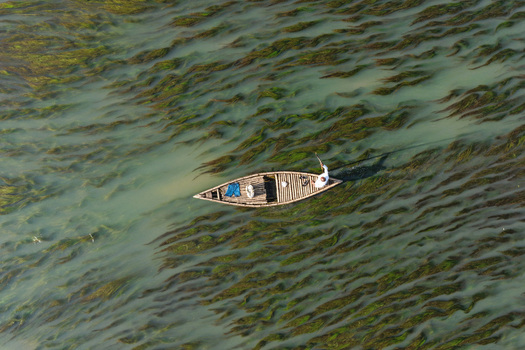 Aerial view of a lone fisherman in a traditional wooden boat navigating through dense aquatic vegetation in a river in Joypurhat Rajshahi Division Bangladesh. Aerial view of a lone fisherman in a traditional wooden boat navigating through dense aquatic vegetation in a river in Joypurhat Rajshahi Division Bangladesh.